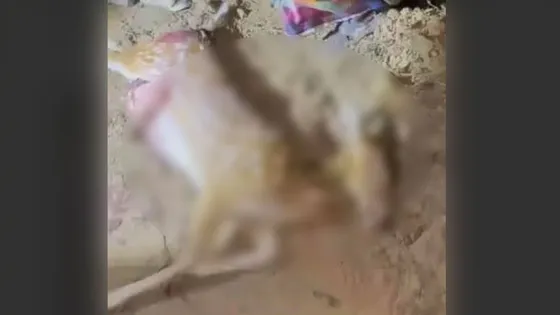 লোকালয়ে বেরিয়ে গাড়িচাপায় হরিণের মৃত্যু, পেটে ছিল দুই শাবক