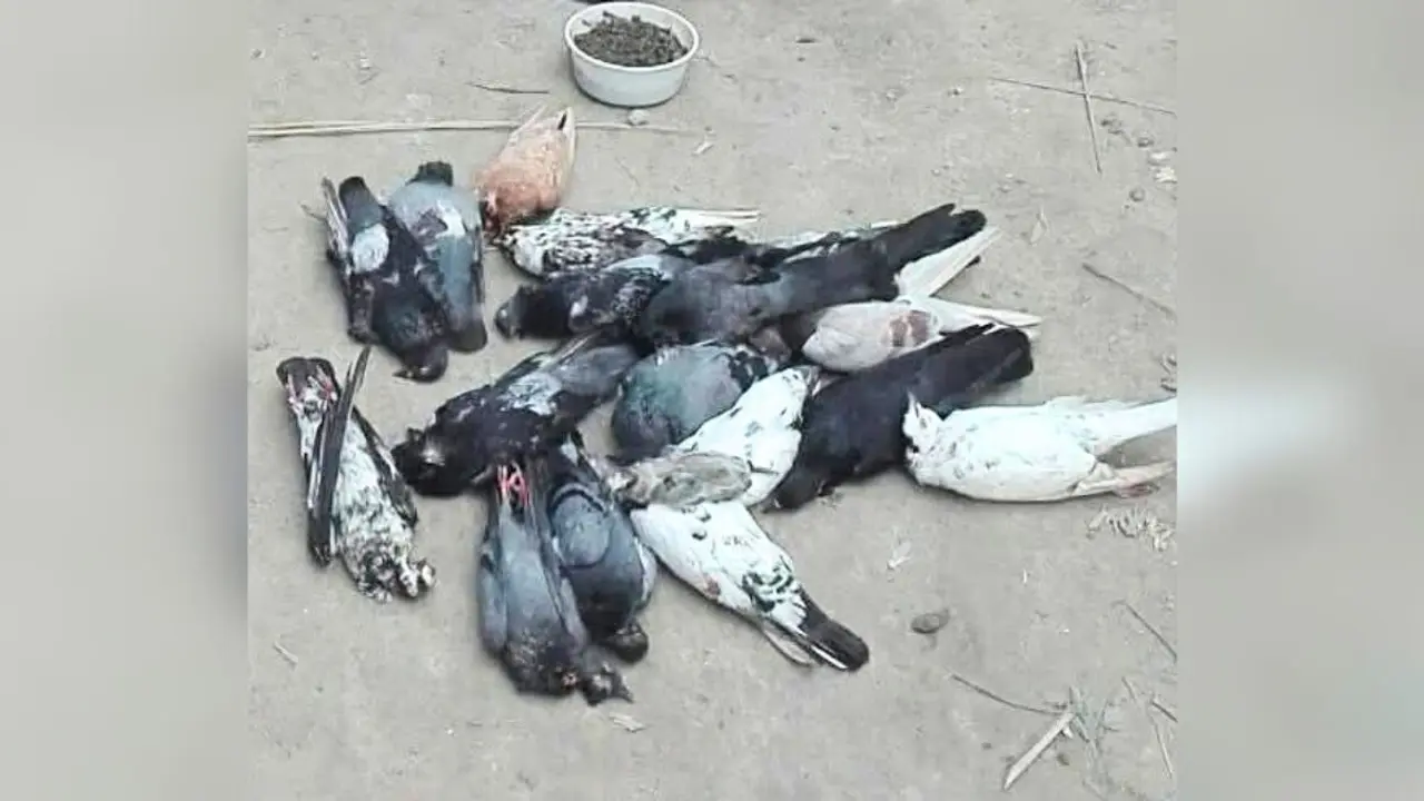বিষ মাখানো সরিষার বীজ খেয়ে শতাধিক ঘুঘু-কবুতরের মৃত্যু