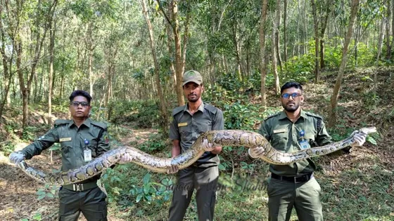 লোকালয়ে মিললো ১৫ ফুট লম্বা বার্মিজ অজগর, বনে অবমুক্ত