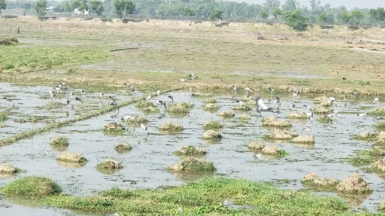 কমেছে প্রাকৃতিক জলাশয়, আবাসস্থল হারাচ্ছে শামুকখোল