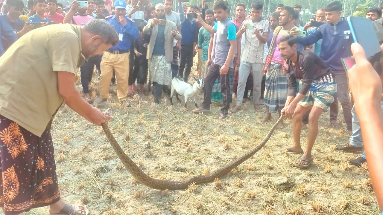 কুড়িগ্রামে ৯ ফুট অজগর উদ্ধার, নিরাপদে বন বিভাগের কাছে হস্তান্তর