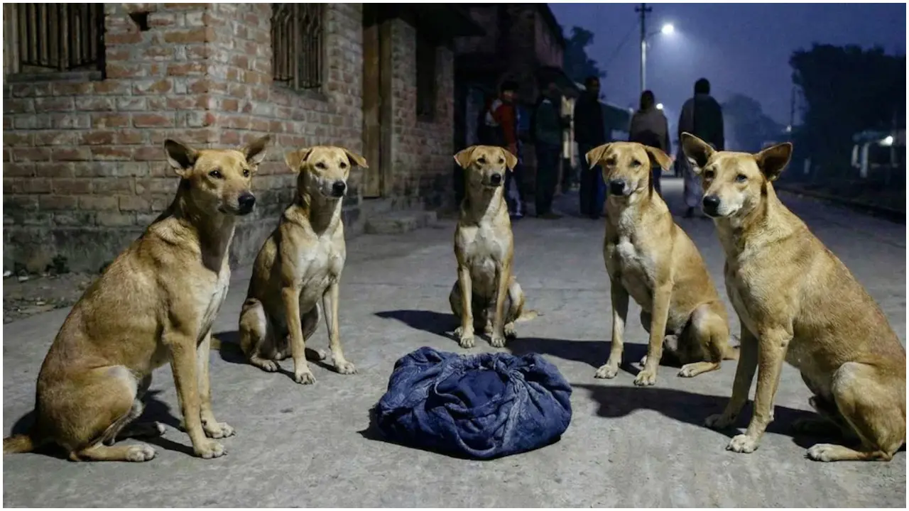 রাস্তায় ফেলে যাওয়া নবজাতককে রাতভর পাহারা দিলো একদল কুকুর