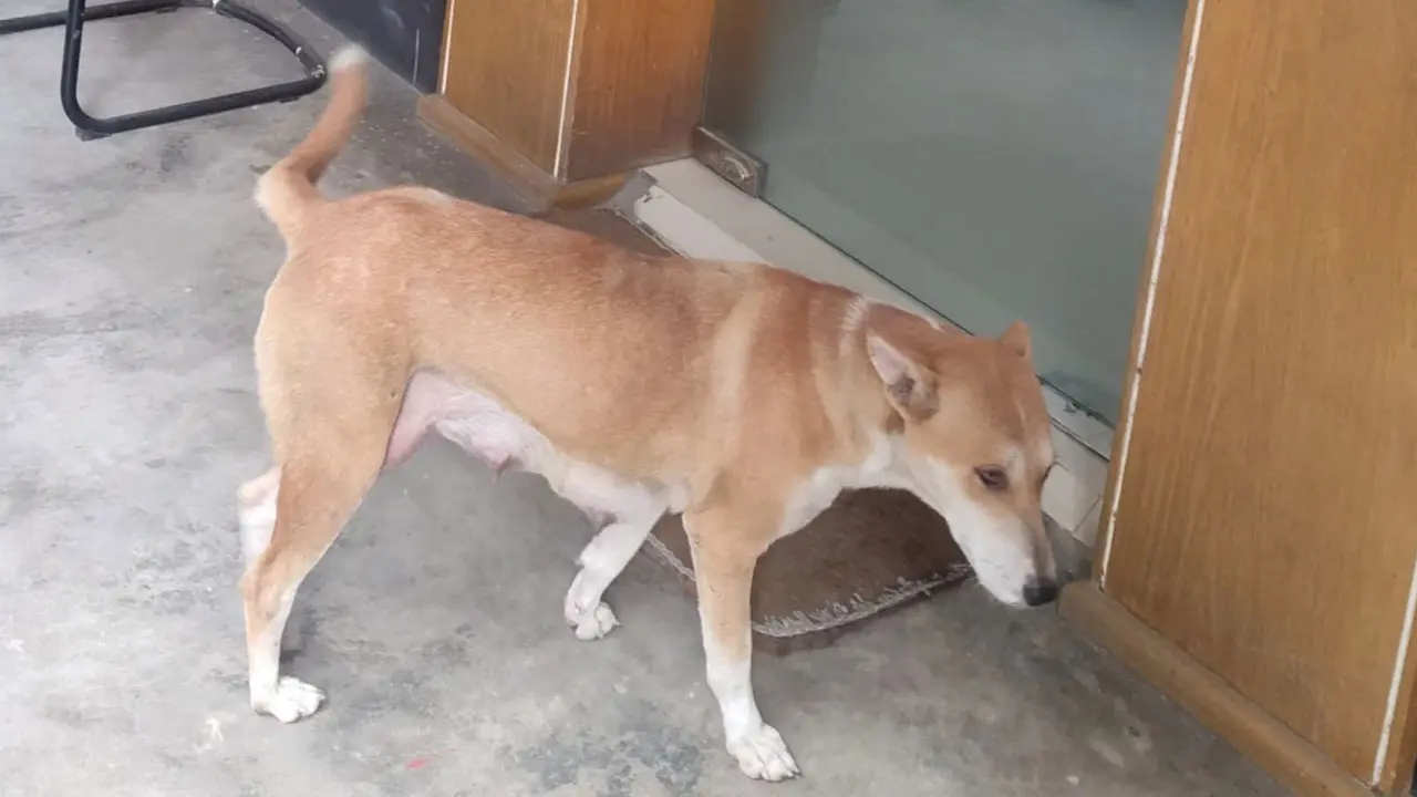 সরকারি বাসভবন ছাড়লেন কুকুর ছানা হত্যায় অভিযুক্ত সেই কর্মকর্তা