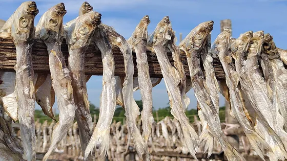 শুঁটকির স্বর্ণভূমি, বছরে উৎপাদন ১০০ টন