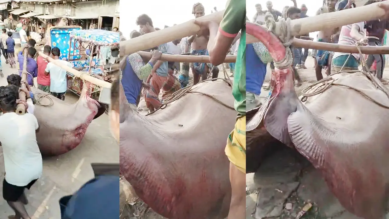 জালে ধরা পড়েছে ৬ মণ ওজনের শাপলা পাতা মাছ, ৭৫ হাজারে বিক্রি