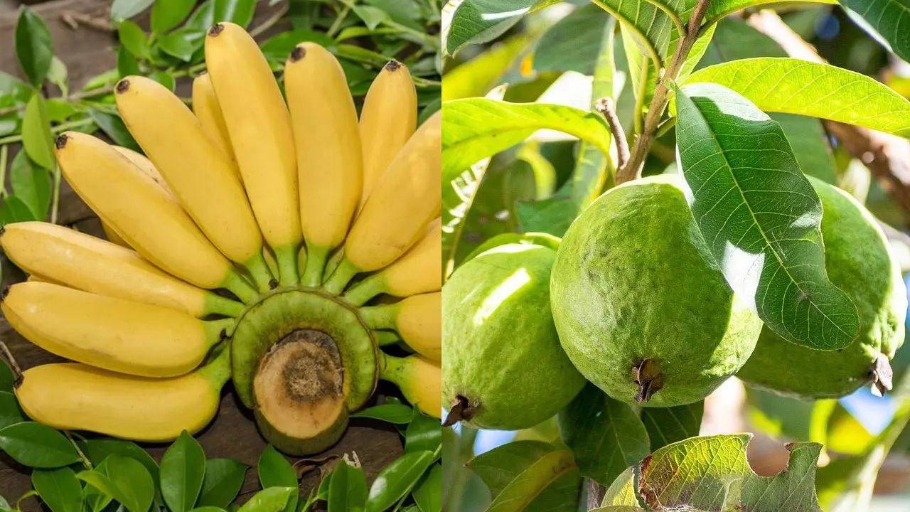 পেয়ারা না কলা, কোনটি বেশি উপকারী?