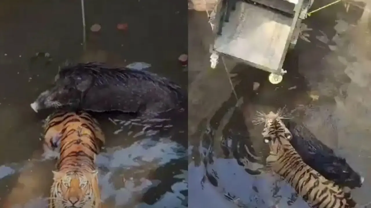 শূকরকে ধাওয়া দিয়ে কুয়ায় পড়ল বাঘ, উদ্ধার হলো দুই প্রাণীই (ভিডিও)