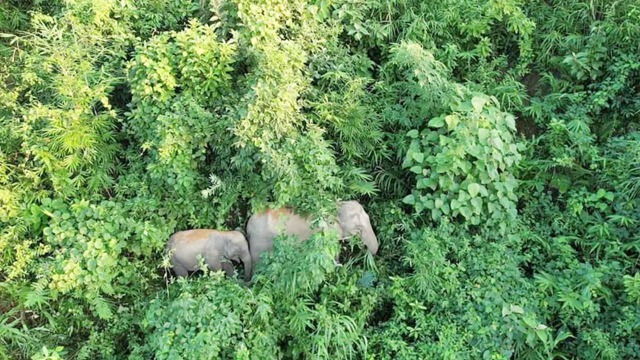 লামায় বন্যহাতির আক্রমণে শ্রমিক নিহত