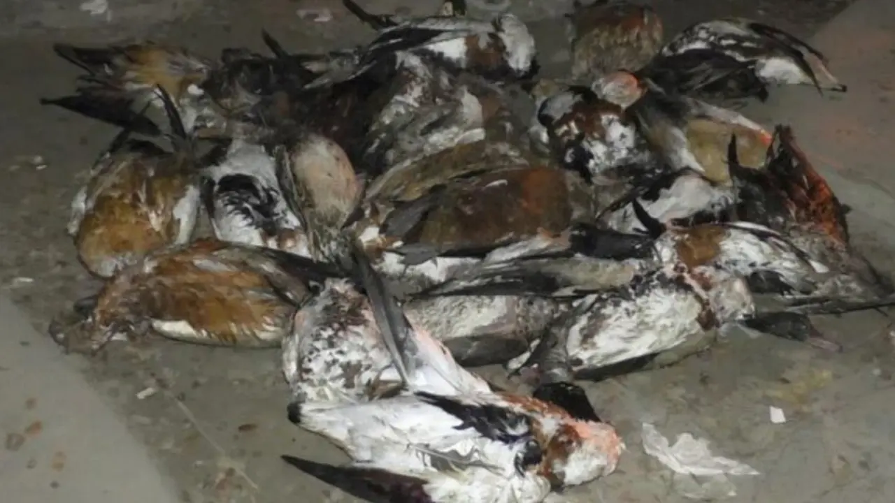 ভোলায় বিভিন্ন প্রজাতির ২৯টি অতিথি পাখি উদ্ধার