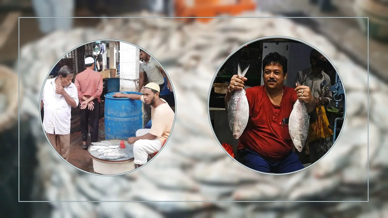 ঢাকায় ৬০০ টাকা কেজিতে ইলিশ বিক্রি শুরু, কিনবেন যেভাবে