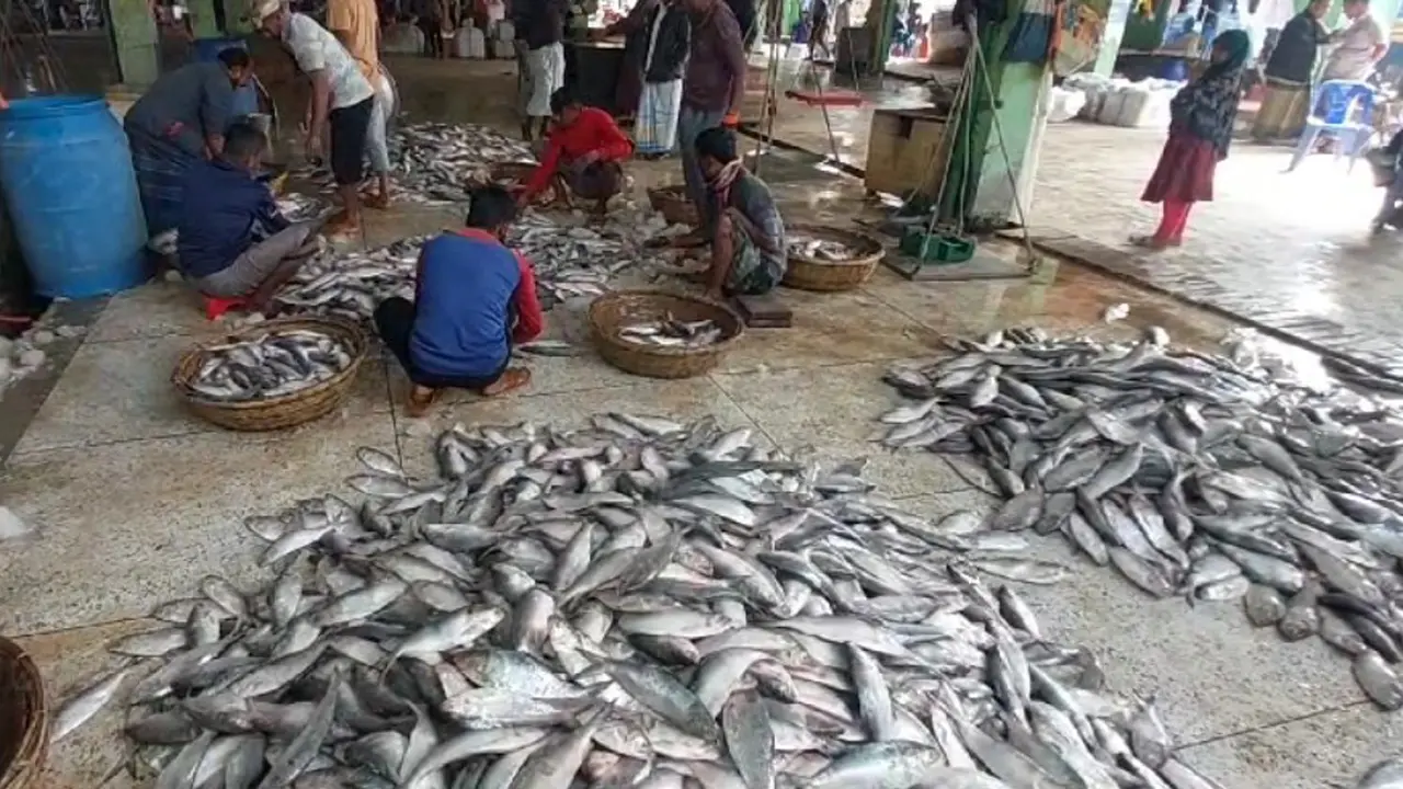 এক ট্রলারে মিলল ১৯৫ মণ ইলিশ, ৪০ লাখ টাকায় বিক্রি