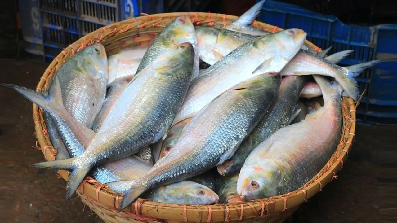 ৬০০ টাকা কেজি দরে ইলিশ বিক্রি করবে সরকার