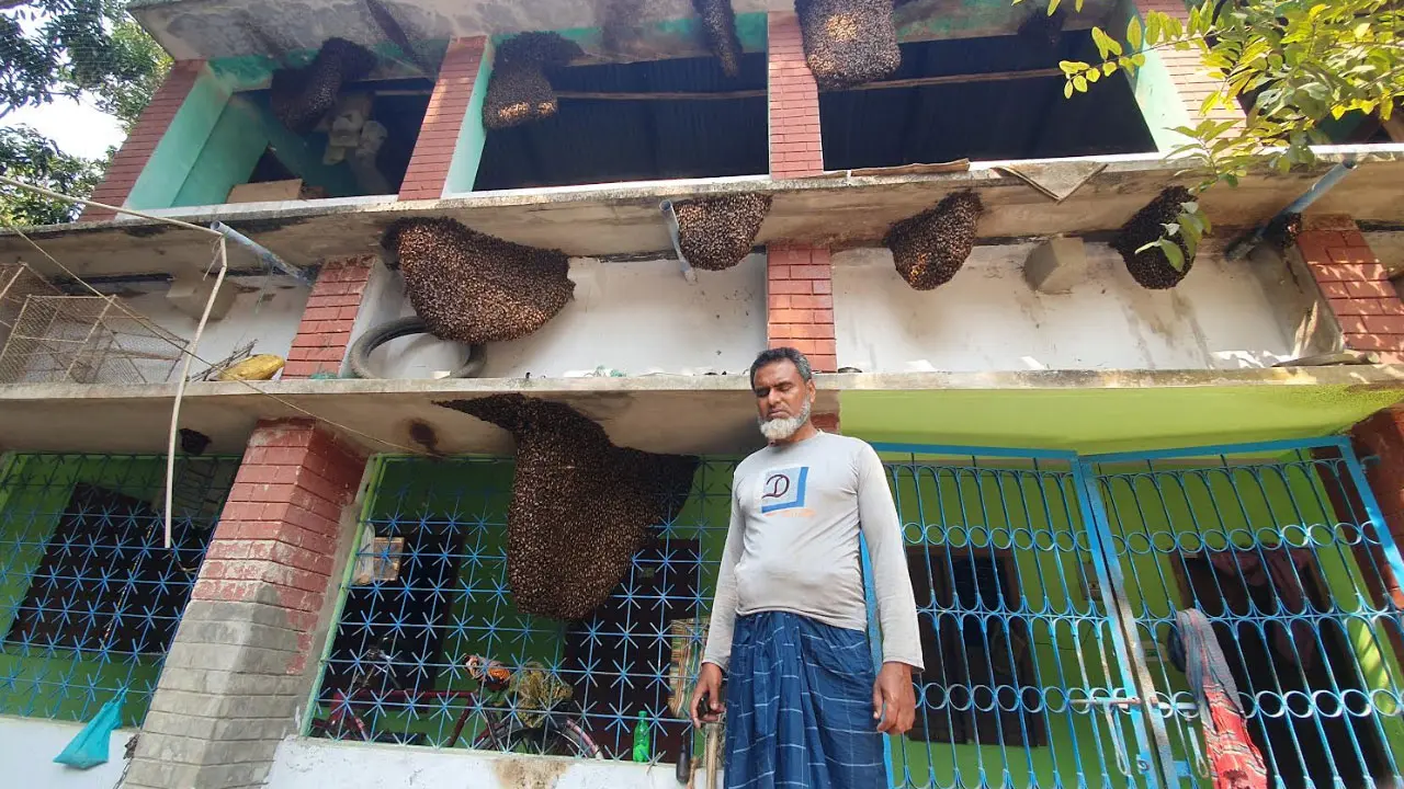 ৭ বছর ধরে মৌমাছির সঙ্গে বসবাস, মধু থেকে আয় লক্ষাধিক টাকা