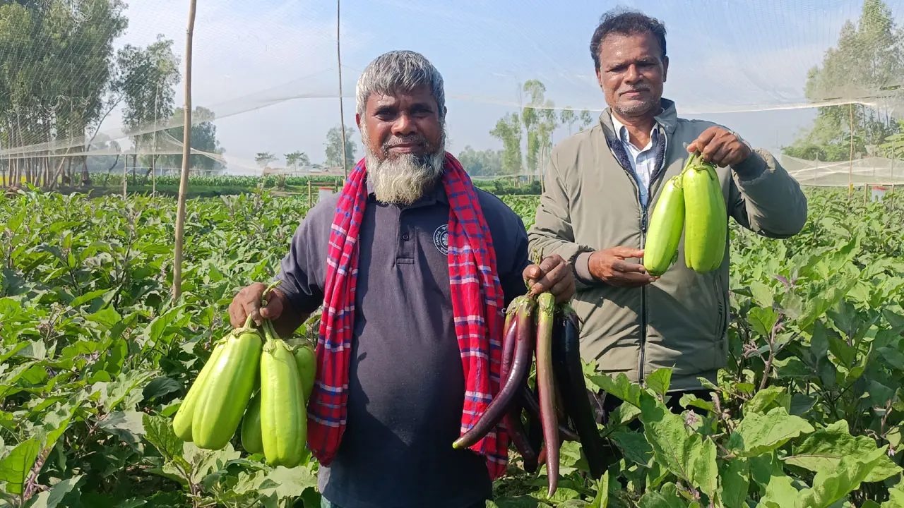 বেগুন চাষে খরচ ১৫ হাজার টাকা, বিক্রির আশা আড়াই লাখ