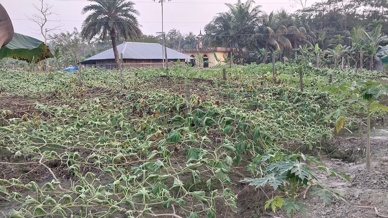 বাগেরহাটে ৩শ লাউ ও মিষ্টি কুমড়ার গাছ কেটে দিয়েছে দুর্বৃত্তরা