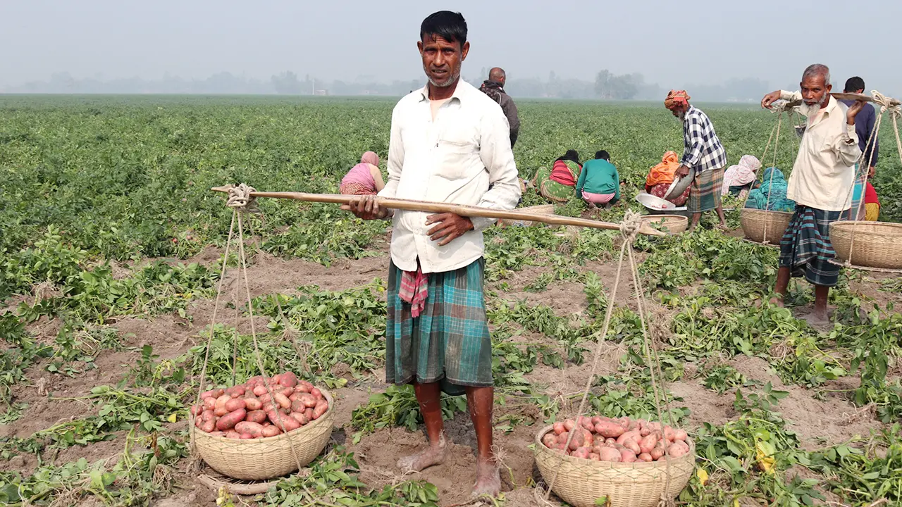 স্বপ্ন ভেঙে যাচ্ছে জয়পুরহাটের আলুচাষিদের  