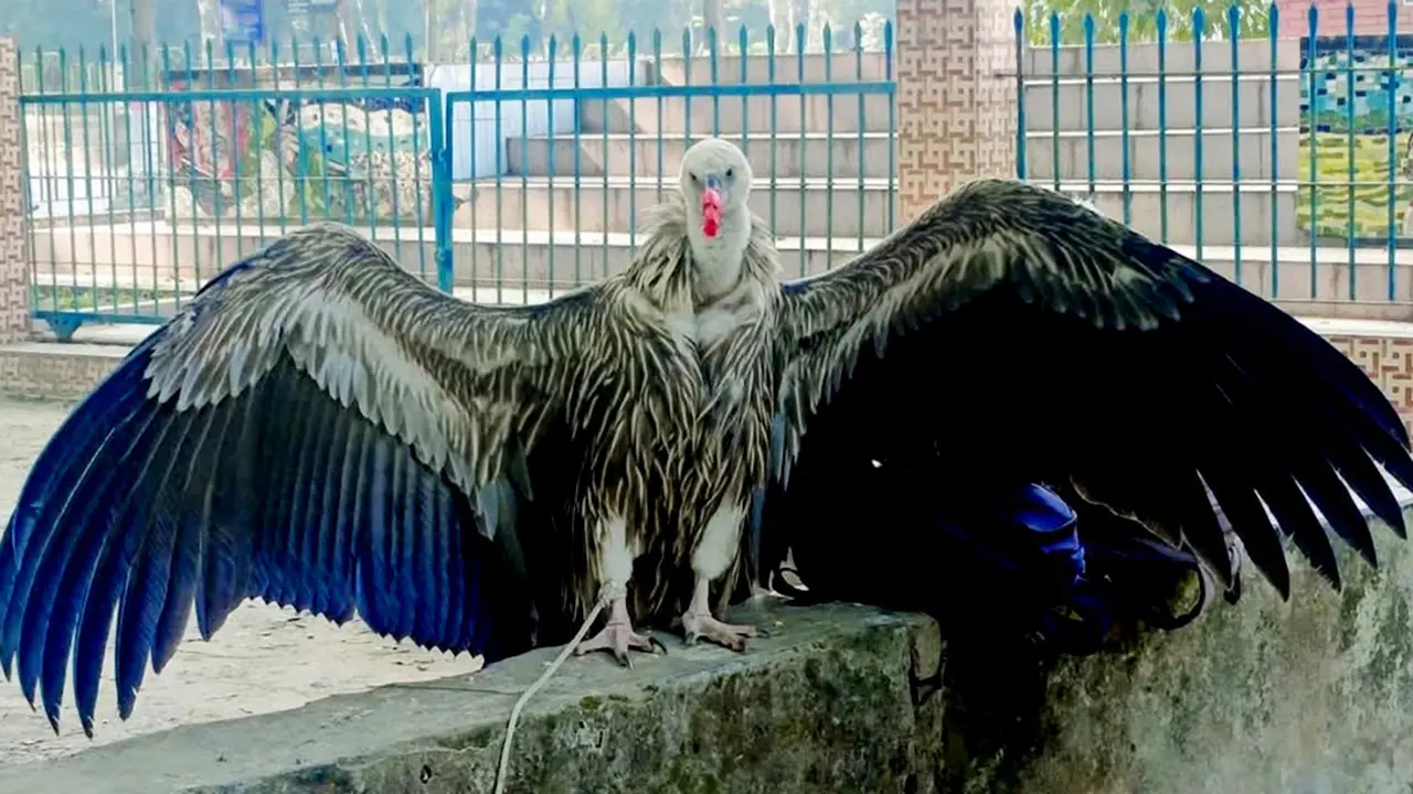 এক মাসে উদ্ধার ১৩ শকুন, বাদ পড়েনি ঈগল-লক্ষ্মীপেঁচা