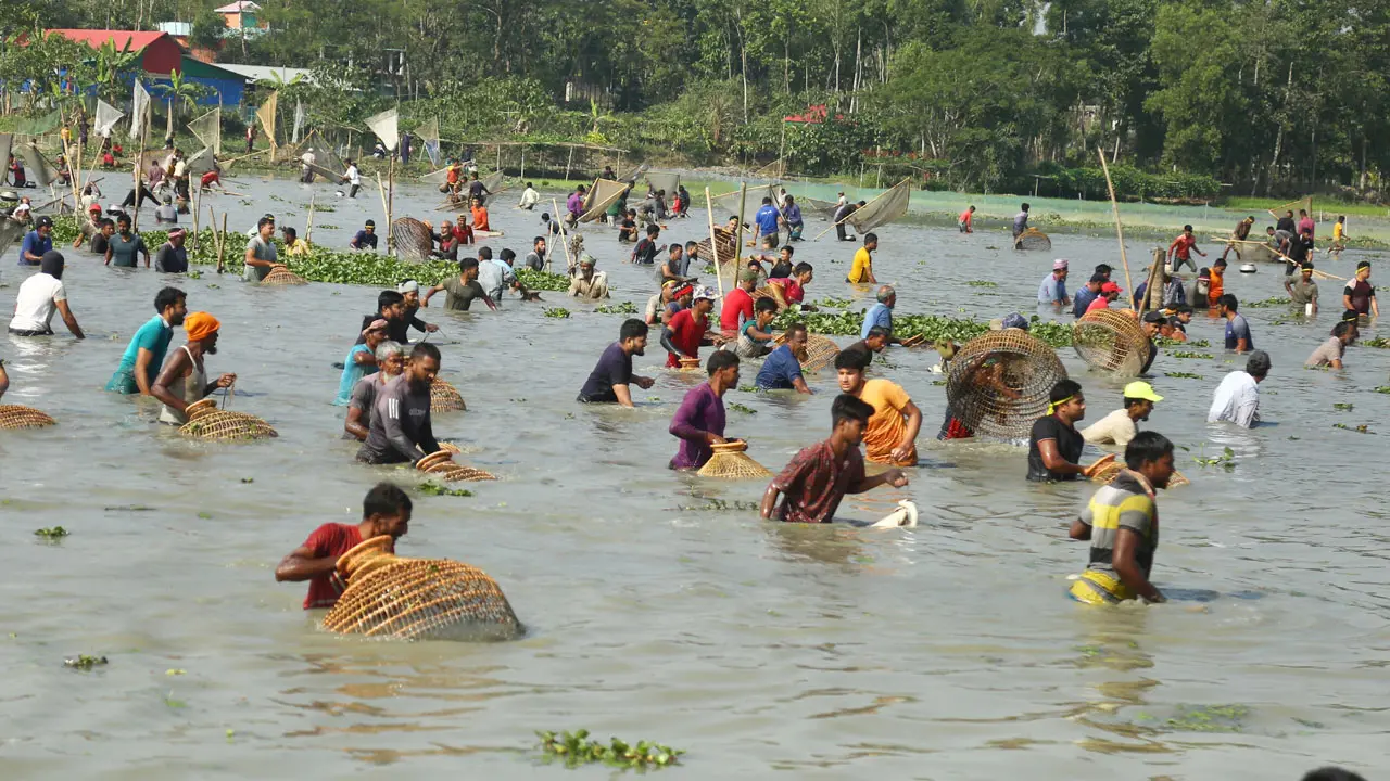 গোয়াহরী বিলে ঐতিহ্যবাহী পলো বাওয়া উৎসব