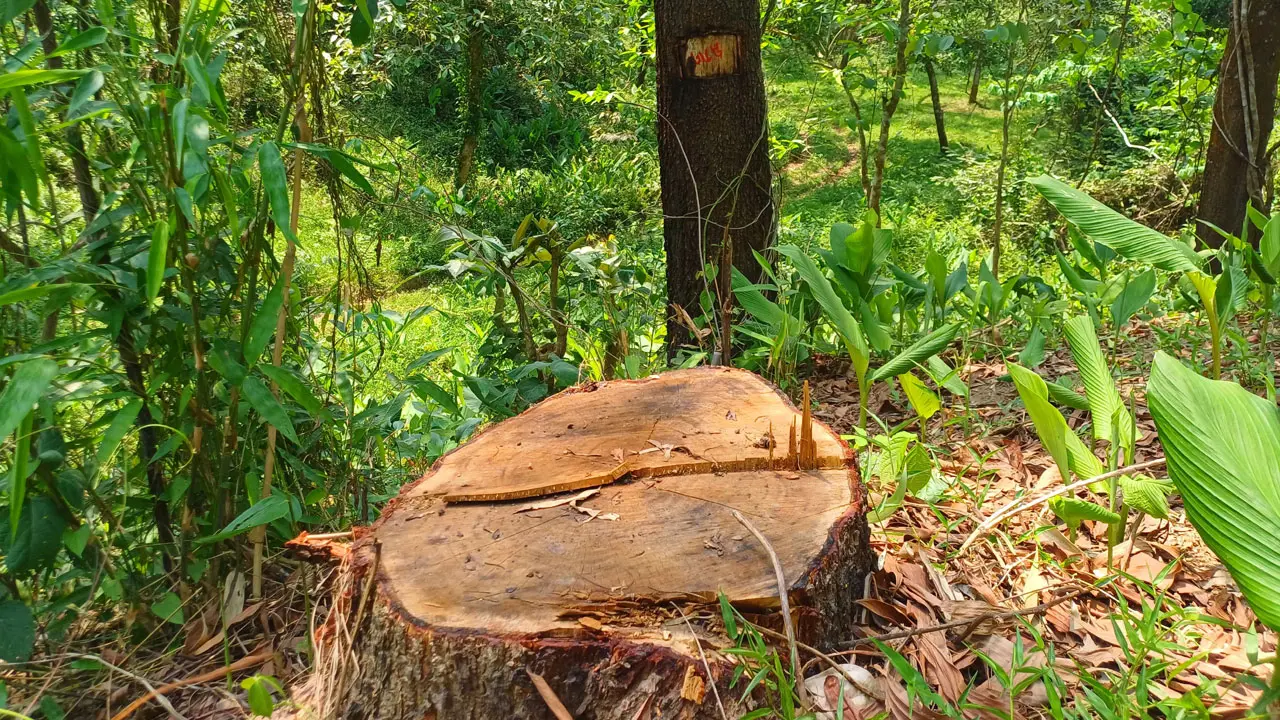 অনুমতি ছাড়া গাছ কাটা যাবে না : হাইকোর্টের রায়