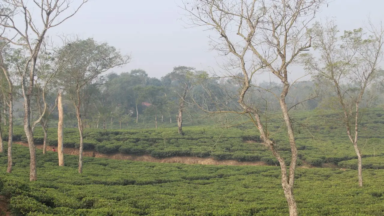 শ্রীমঙ্গলে ২ দিন : চায়ের দেশের গল্প