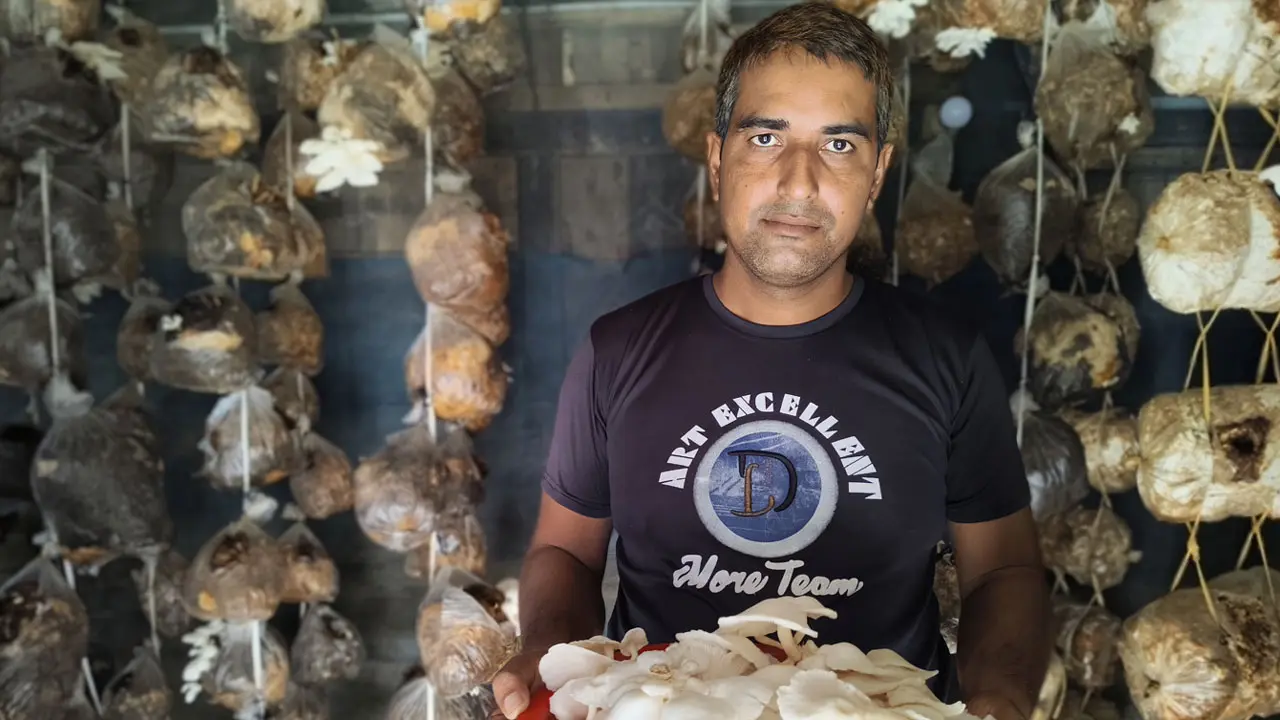নিজ ঘরের বারান্দায় মাশরুম চাষে স্বাবলম্বী সবুজ