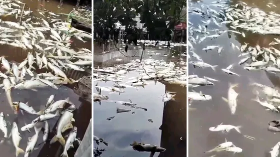 বিষক্রিয়ায় মরে ভেসে উঠল পুকুর ভর্তি মাছ