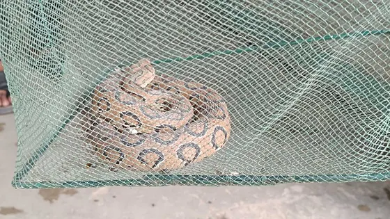 মানিকগঞ্জে পদ্মার চরাঞ্চল থেকে রাসেলস ভাইপার উদ্ধার