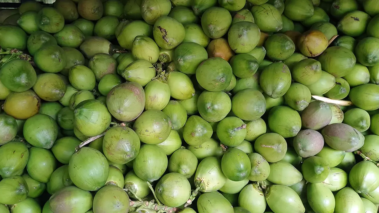 ডেঙ্গু আতঙ্কে চাহিদা বাড়ায় দাম বেড়েছে ডাবের, বাজারে সংকট