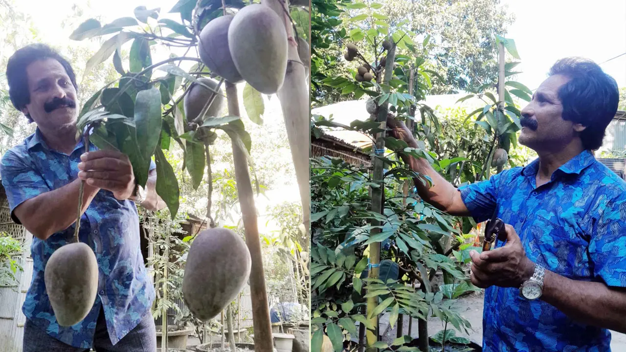 বাড়ির আঙ্গিনায় শখের বাগান, মাল্টা-মালবেরিসহ রয়েছে ৭০টি আমগাছ