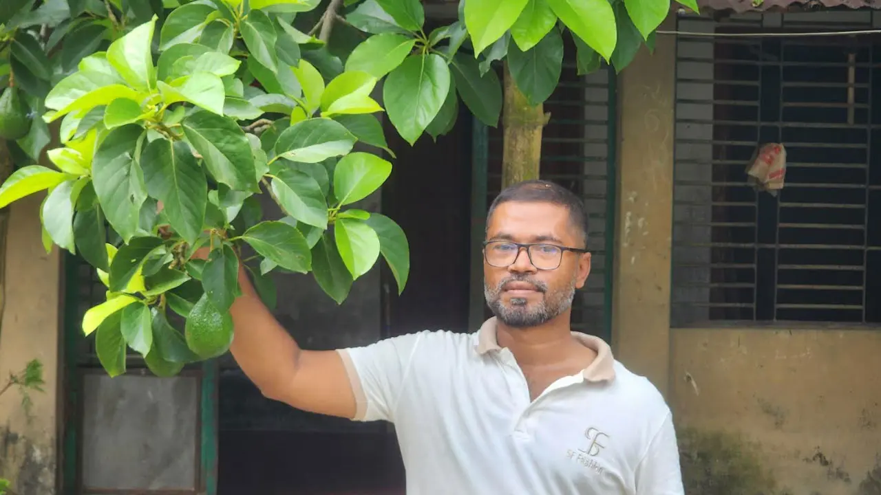 শখের বাগানে সম্ভাবনার চারা, নড়াইলে বাণিজ্যিকভাবে অ্যাভোকাডোর চাষ