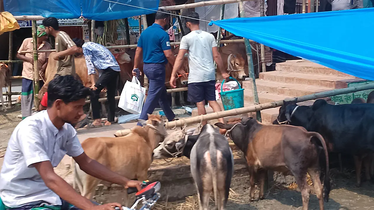 বিক্রি নেই শুধু দাম যাচাই, শেষ মুহূর্তের দিকে তাকিয়ে খামারিরা