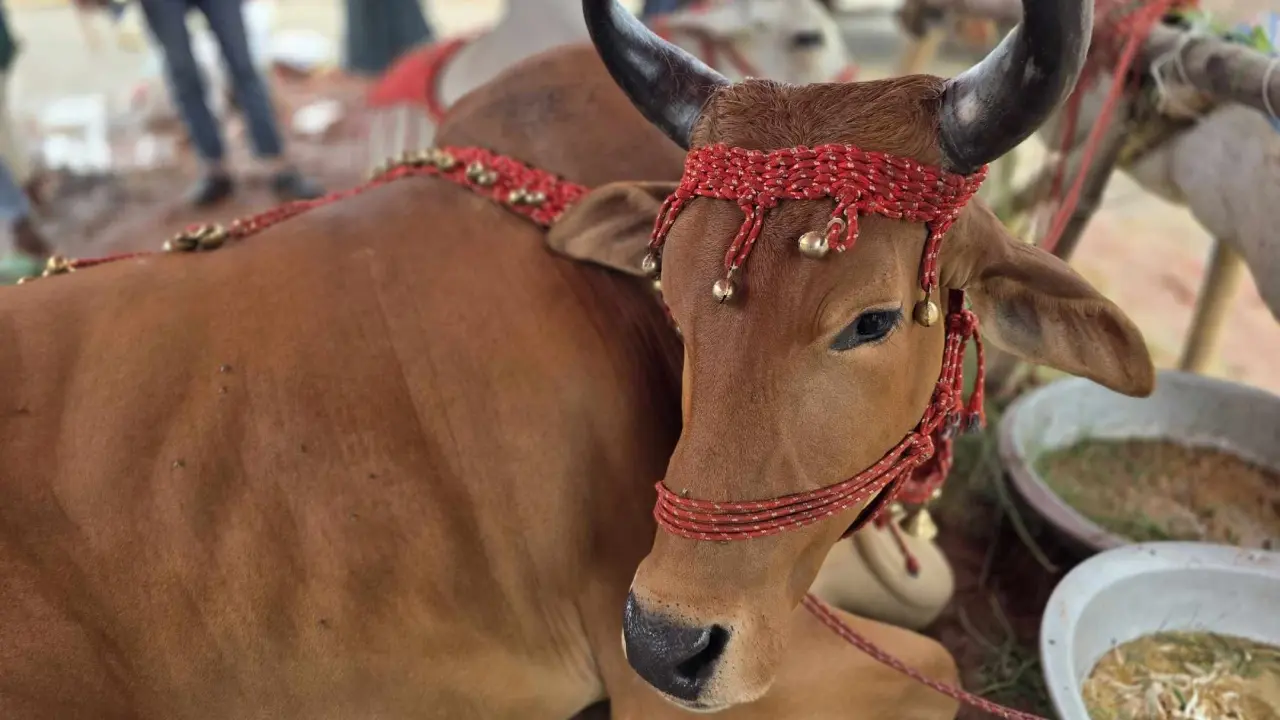 গরুর নাম ‘পরীমনি-ট্রাম্প’, ইউটিউবারদের যন্ত্রণায় বিরক্ত বিক্রেতারা