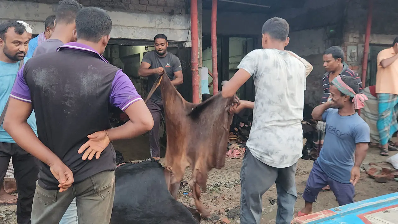 নাটোরে চামড়ায় সরকার নির্ধারিত দাম না পাওয়ার অভিযোগ