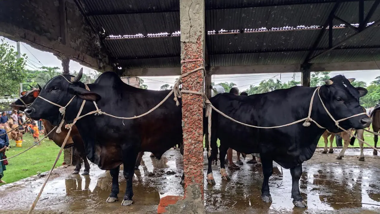 ভোলায় ১৬ থেকে ২২ মণ ওজনের গরু নিয়ে বিপাকে খামারিরা 