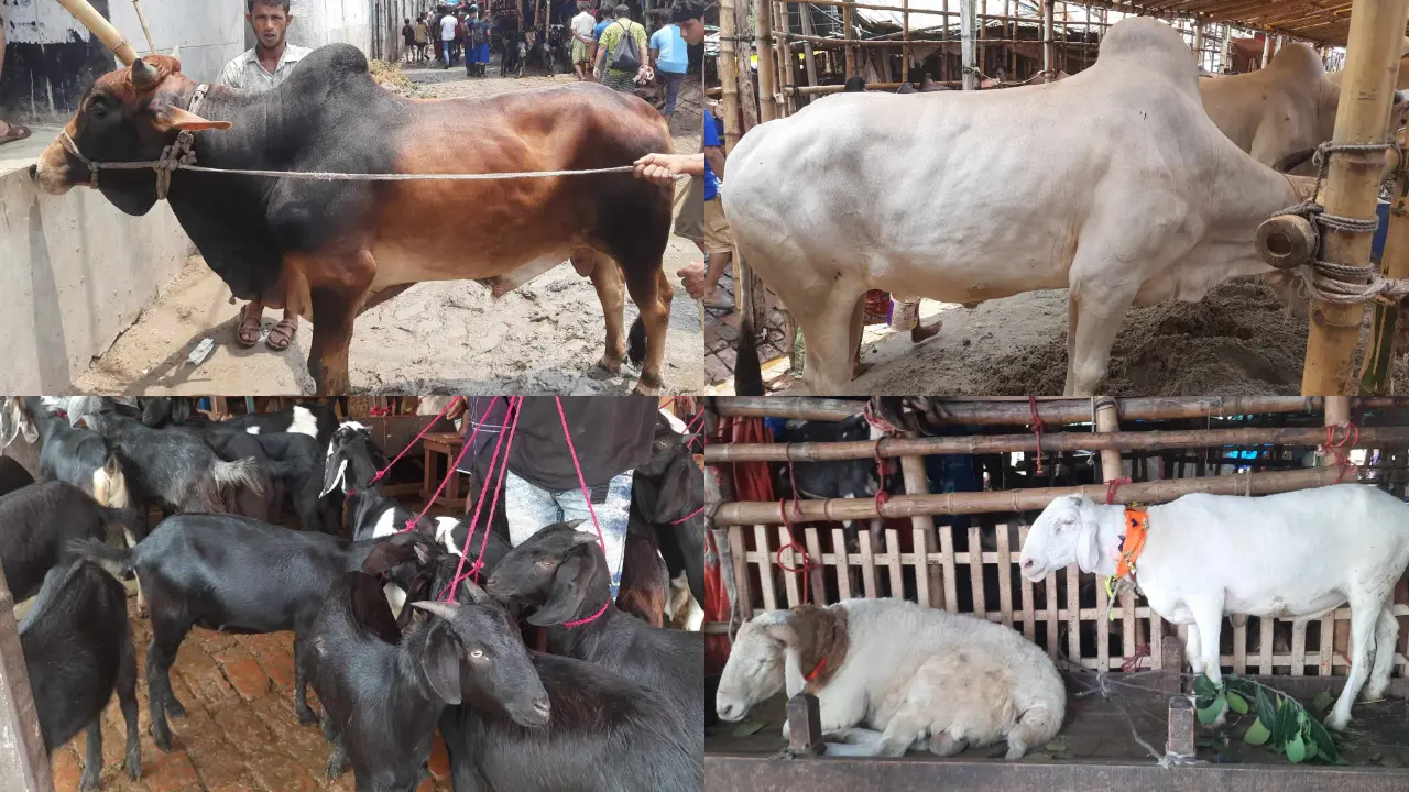 জমজমাট গাবতলী পশুর হাট : ক্রেতার চোখ ছোট-মাঝারি গরুতে