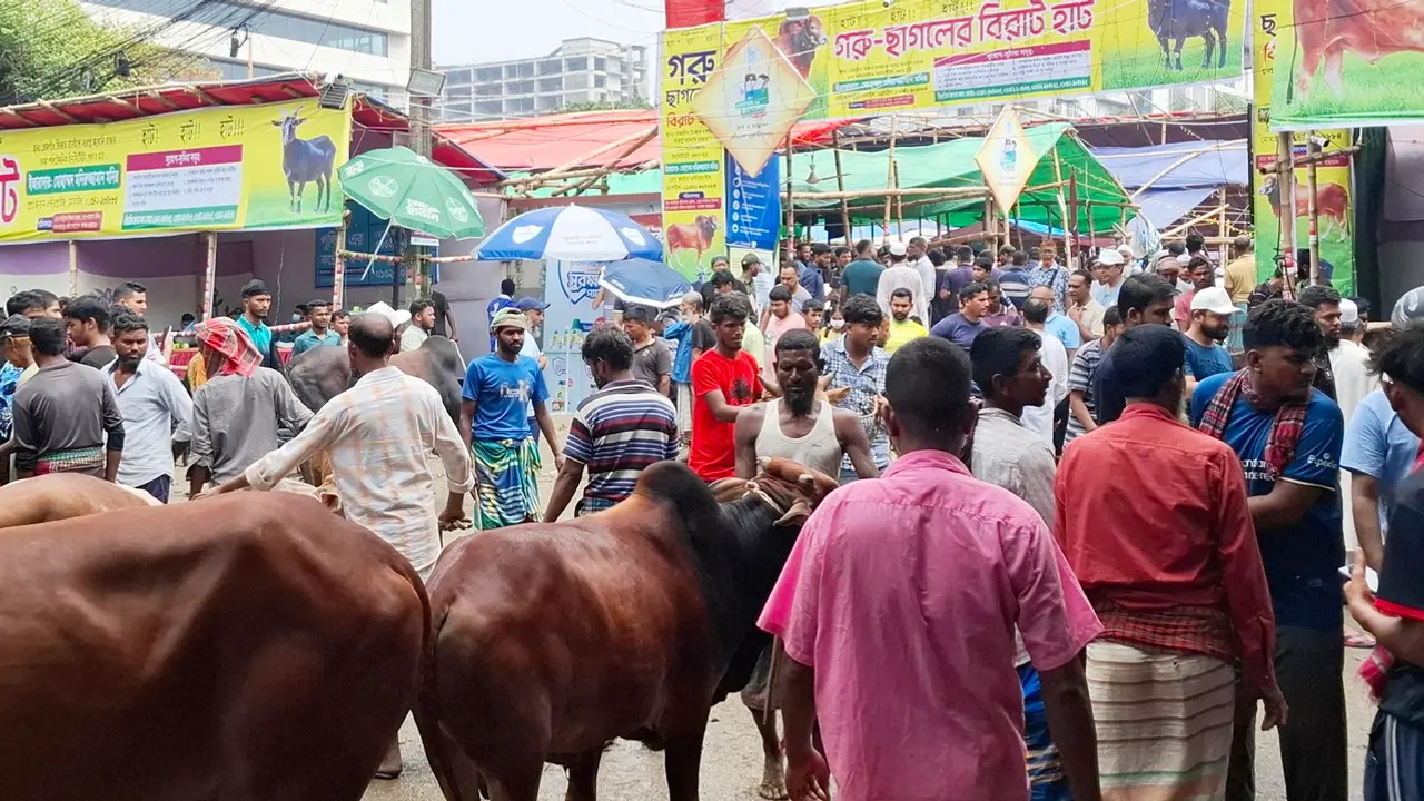 ‘কালকের আশায় থাকতে চাই না, অল্প লাভ হলেও গরু ছেড়ে দেব’