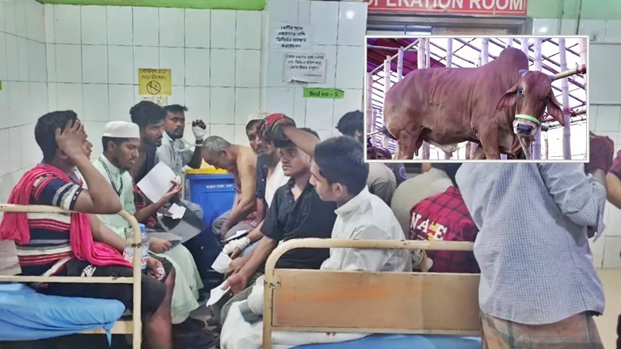 কোরবানি দিতে গিয়ে আহতের সংখ্যা ১০০ ছাড়িয়েছে