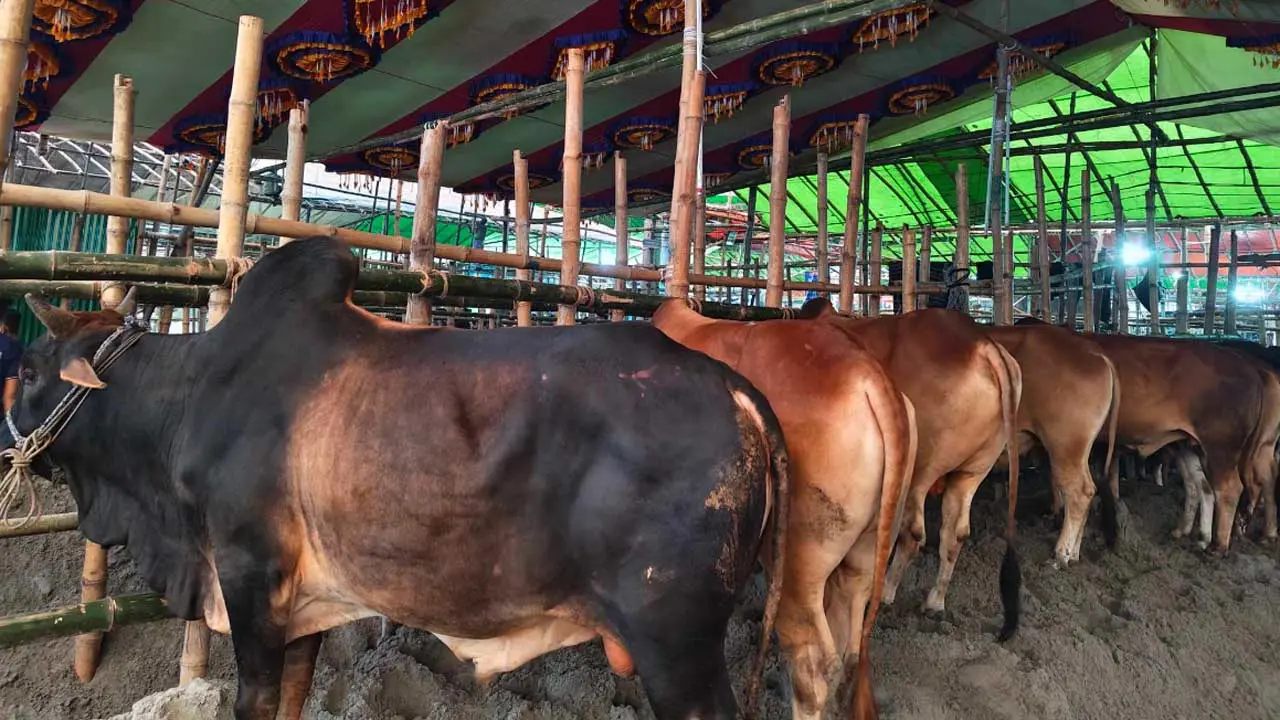 বড় গরুতে দর্শনার্থী, ছোট গরুতে মিলছে ক্রেতা