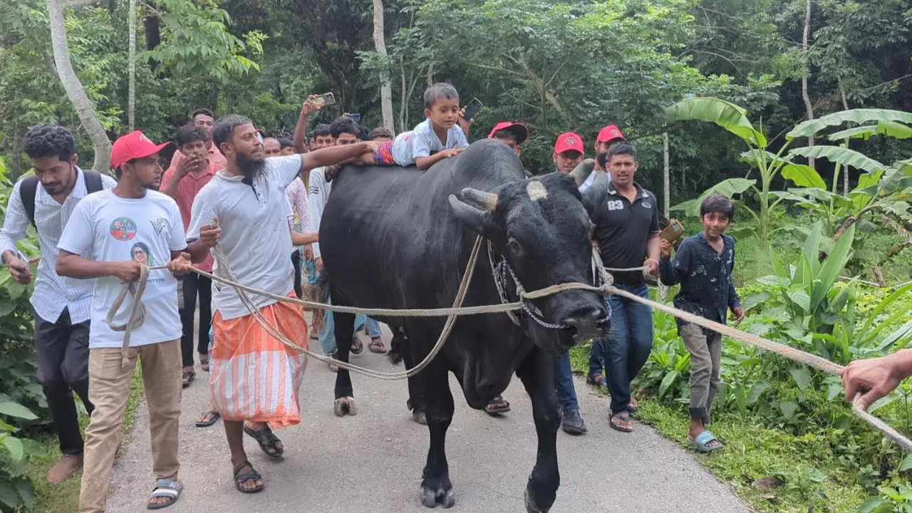কালো মানিককে নিয়ে খালেদা জিয়ার বাসভবনের পথে কৃষক সোহাগ