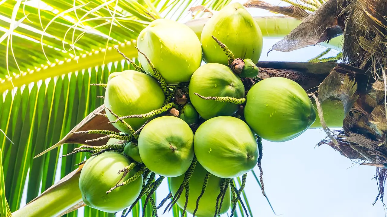 খালি পেটে ডাবের পানি খেলে শরীরে যা ঘটে