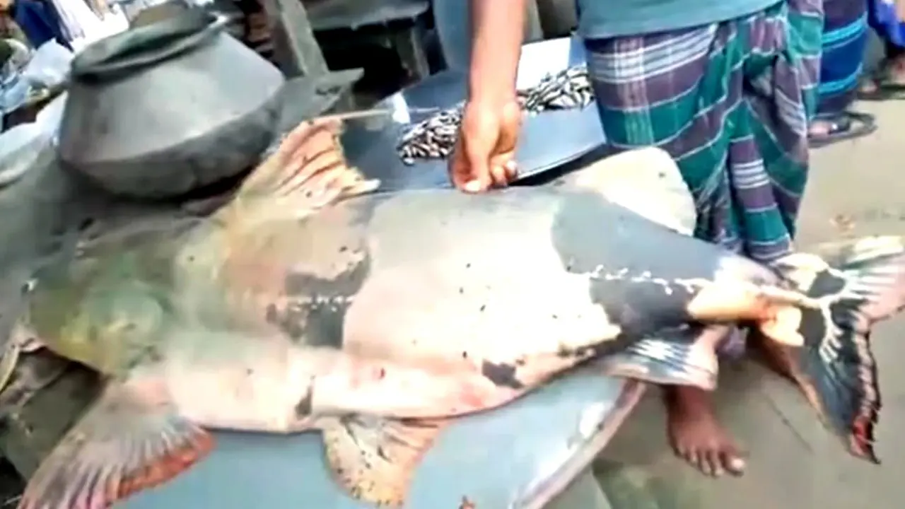 পদ্মায় ধরা পড়েছে ৪২ কেজির বাঘাড়