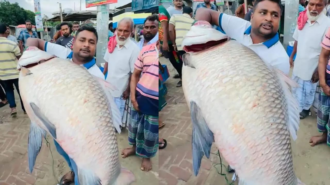 পদ্মার এক কাতলের দাম ৪০ হাজার টাকা