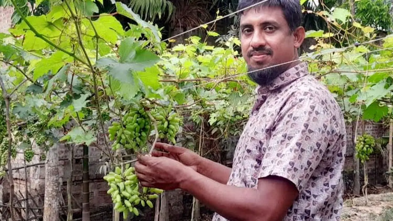 ঢাবির সাবেক ছাত্র গড়েছেন ফলের বাগান, আছে বিদেশি ২৫ জাতের আঙুর