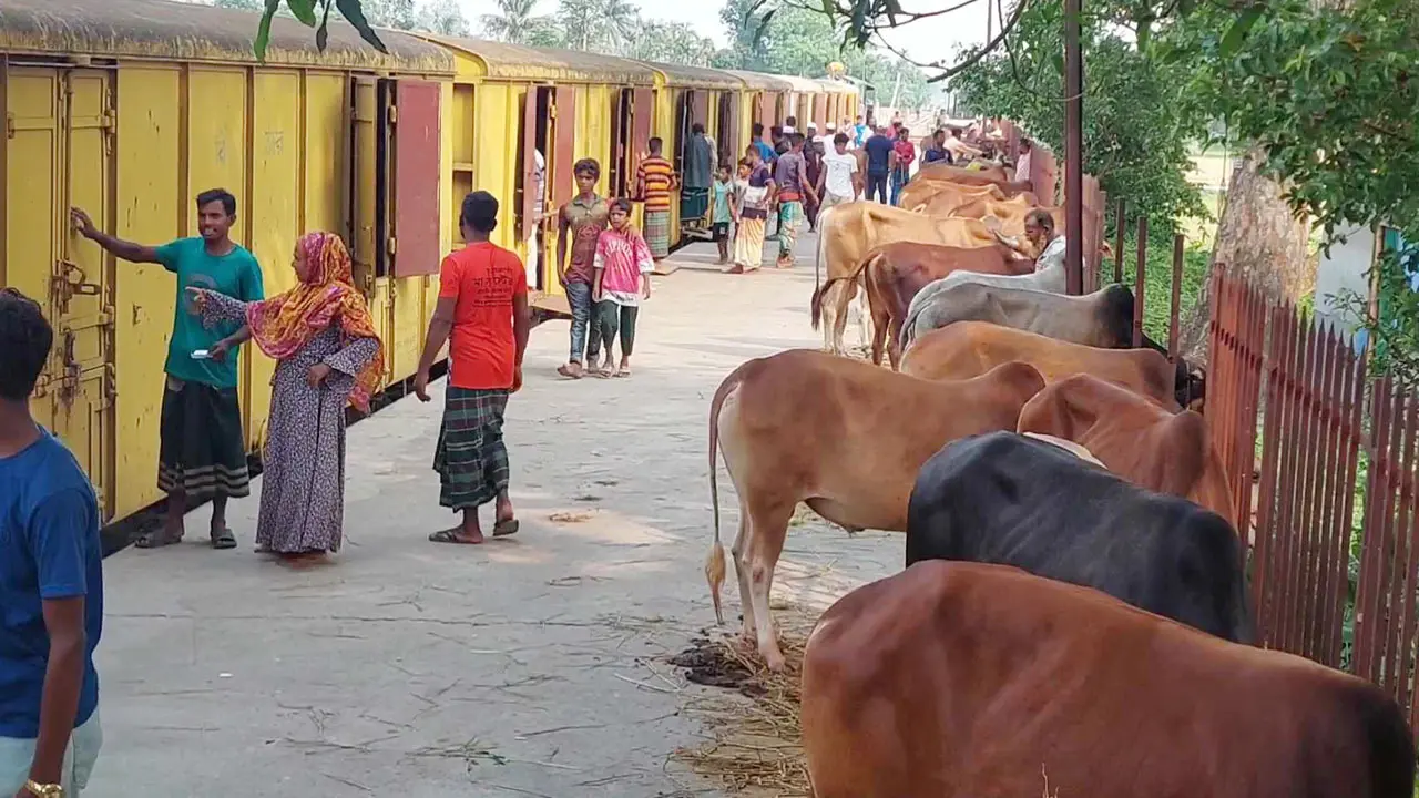 ‘ক্যাটল স্পেশাল ট্রেন’ ঢাকায় আসবে আজ থেকে