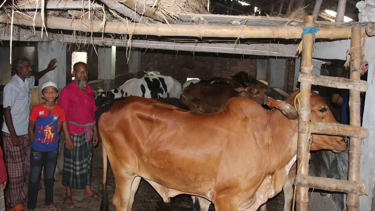 গরু-মহিষ-ছাগলের জন্য আবাসিক হোটেল