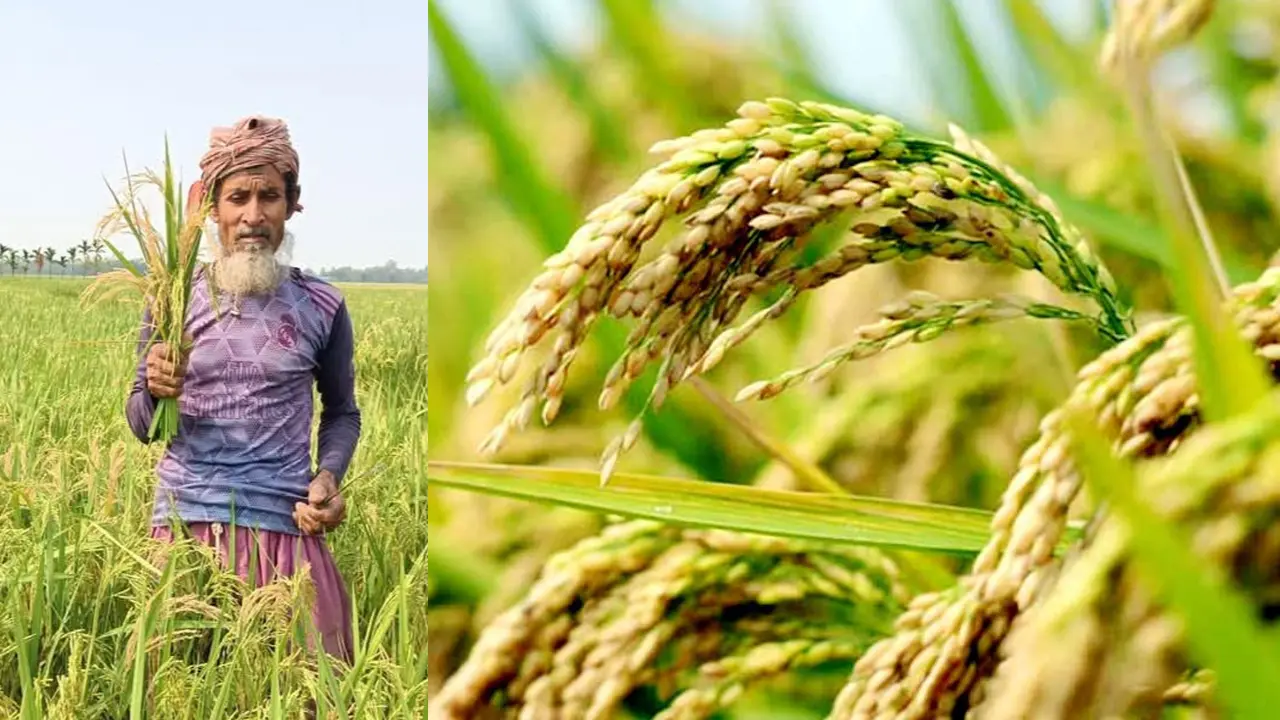 ধান চাষিদের জন্য ২৪ ঘণ্টা হেল্পলাইন চালু