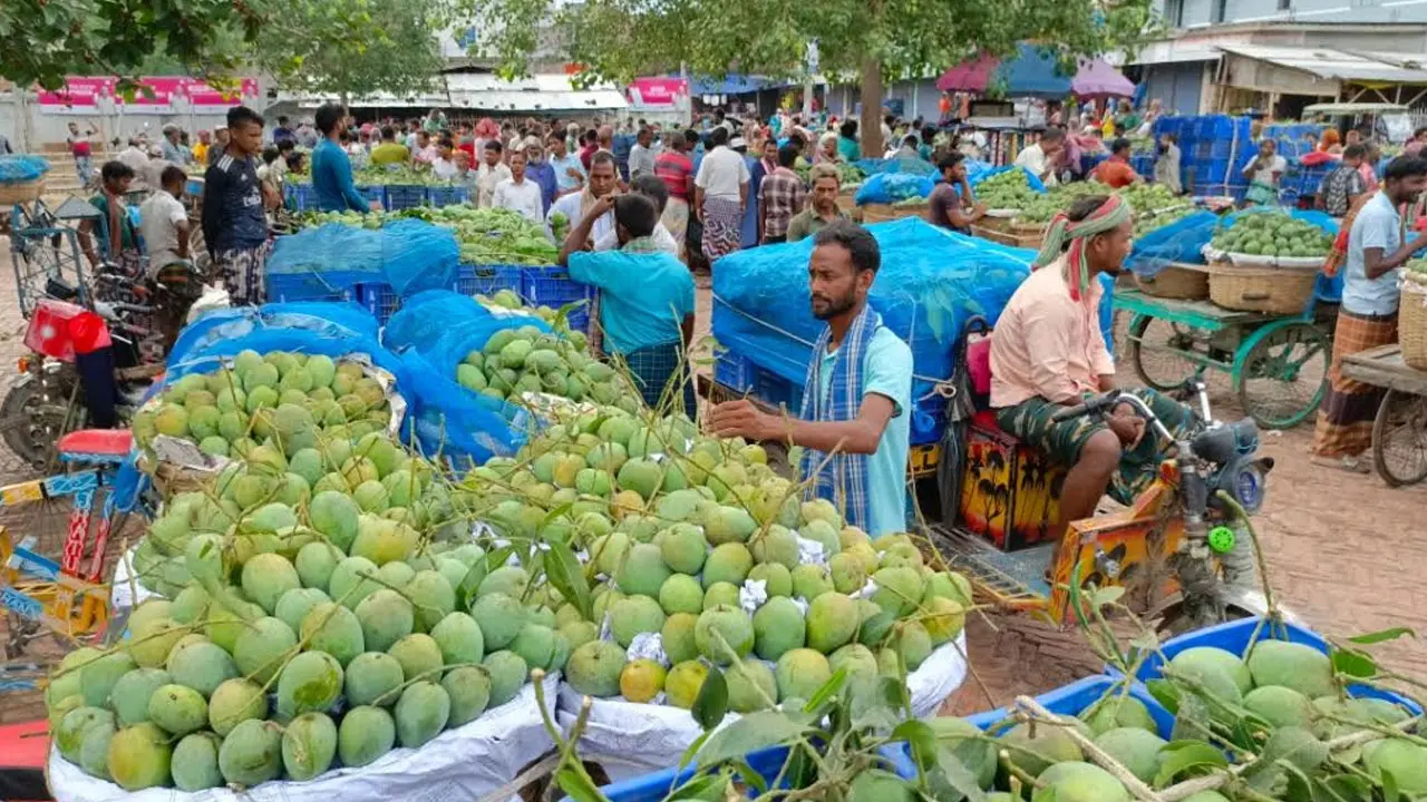 চাঁপাইনবাবগঞ্জে ৫৪ কেজিতে মণ, এবারও জিম্মি আমচাষিরা