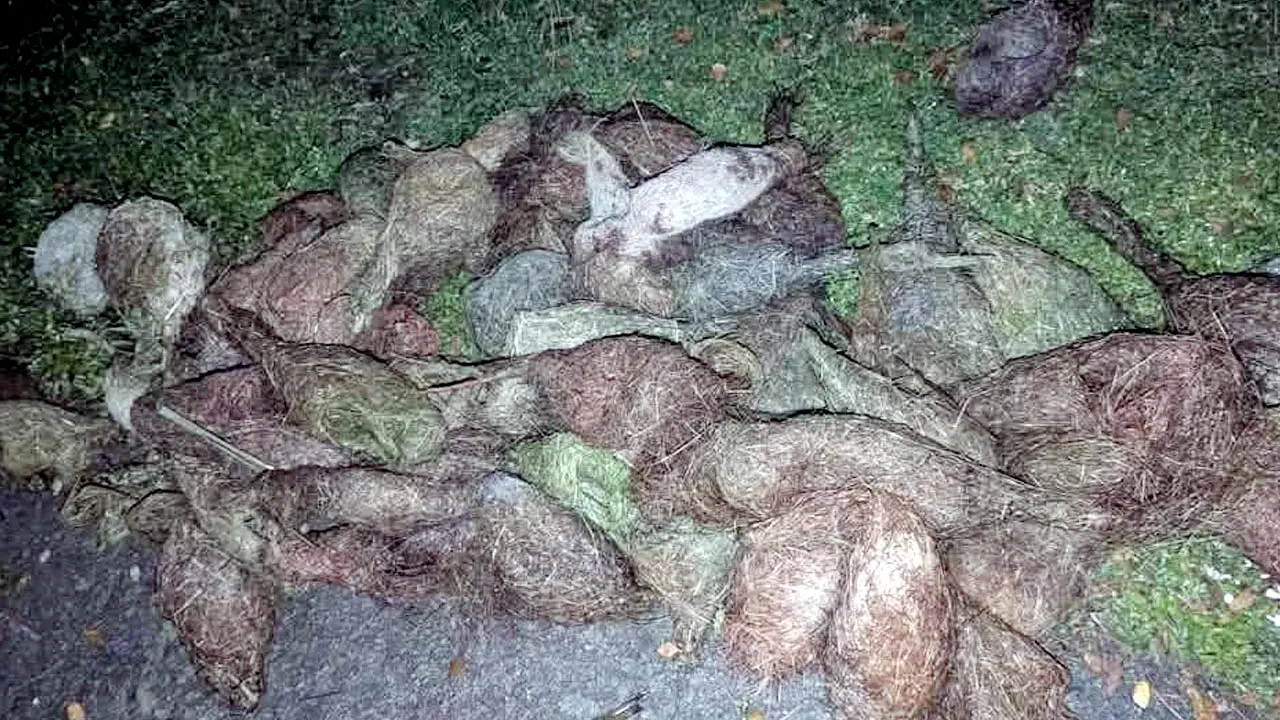 ঝালকাঠিতে বাবুই পাখি হত্যার ঘটনায় ২ মামলা