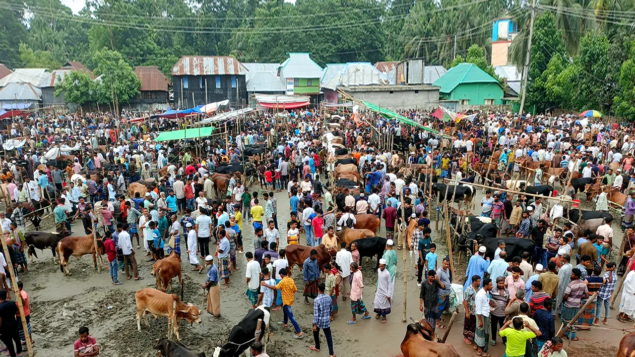 পিরোজপুরে পশুর হাটে উপচে পড়া ভিড়, নেই কাঙ্ক্ষিত ক্রেতা