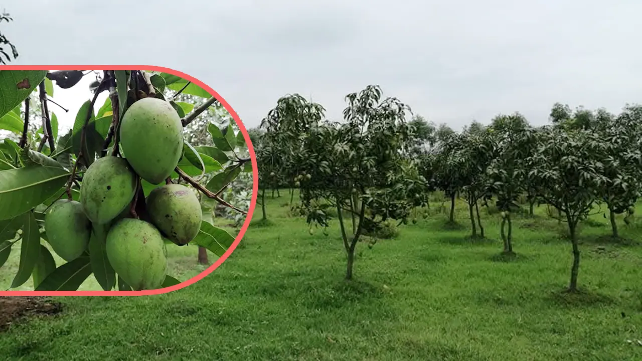 বাজারে উঠেছে হাঁড়িভাঙা আম, কেনাবেচা ২০০ কোটি ছাড়াবে